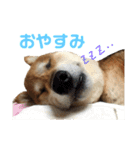 柴犬コータのスタンプ（個別スタンプ：2）