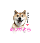 柴犬コータのスタンプ（個別スタンプ：3）