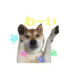 柴犬コータのスタンプ（個別スタンプ：5）