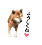 柴犬コータのスタンプ（個別スタンプ：6）