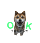 柴犬コータのスタンプ（個別スタンプ：7）