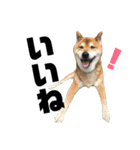 柴犬コータのスタンプ（個別スタンプ：8）