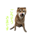 柴犬コータのスタンプ（個別スタンプ：9）