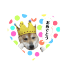 柴犬コータのスタンプ（個別スタンプ：10）