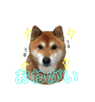 柴犬コータのスタンプ（個別スタンプ：11）