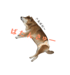 柴犬コータのスタンプ（個別スタンプ：12）