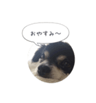 まぬけチワワ（個別スタンプ：1）