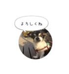 まぬけチワワ（個別スタンプ：2）