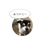 まぬけチワワ（個別スタンプ：3）