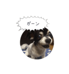 まぬけチワワ（個別スタンプ：4）