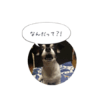 まぬけチワワ（個別スタンプ：6）