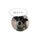 まぬけチワワ（個別スタンプ：7）