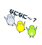 インコの日常スタンプ（個別スタンプ：4）