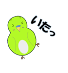 インコの日常スタンプ（個別スタンプ：33）