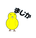インコの日常スタンプ（個別スタンプ：38）