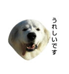 Great Pyrenees fukuchan part2（個別スタンプ：18）