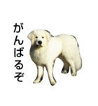 Great Pyrenees fukuchan part2（個別スタンプ：39）