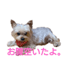 可愛いシェリーとジュディのスタンプ（個別スタンプ：10）