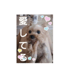 可愛いシェリーとジュディのスタンプ（個別スタンプ：12）