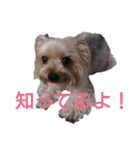 可愛いシェリーとジュディのスタンプ（個別スタンプ：13）