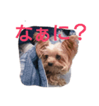 可愛いシェリーとジュディのスタンプ（個別スタンプ：15）