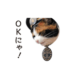たま駅長と仲間たちスタンプ（個別スタンプ：10）