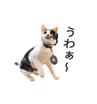 たま駅長と仲間たちスタンプ（個別スタンプ：11）