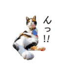 たま駅長と仲間たちスタンプ（個別スタンプ：13）