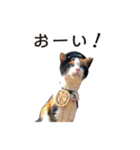 たま駅長と仲間たちスタンプ（個別スタンプ：18）