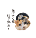 たま駅長と仲間たちスタンプ（個別スタンプ：23）
