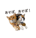 たま駅長と仲間たちスタンプ（個別スタンプ：31）