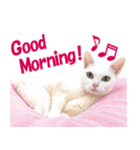 ZOO動物プロ キャットスター☆ あなご（個別スタンプ：1）