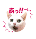 ZOO動物プロ キャットスター☆ あなご（個別スタンプ：2）