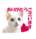 ZOO動物プロ キャットスター☆ あなご（個別スタンプ：3）