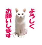 ZOO動物プロ キャットスター☆ あなご（個別スタンプ：4）