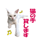 ZOO動物プロ キャットスター☆ あなご（個別スタンプ：5）