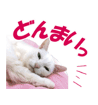 ZOO動物プロ キャットスター☆ あなご（個別スタンプ：6）