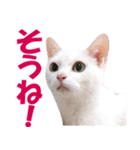 ZOO動物プロ キャットスター☆ あなご（個別スタンプ：7）