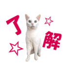 ZOO動物プロ キャットスター☆ あなご（個別スタンプ：8）