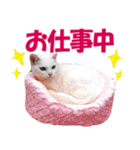 ZOO動物プロ キャットスター☆ あなご（個別スタンプ：9）