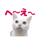ZOO動物プロ キャットスター☆ あなご（個別スタンプ：11）