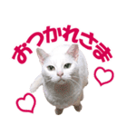 ZOO動物プロ キャットスター☆ あなご（個別スタンプ：12）
