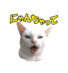 ZOO動物プロ キャットスター☆ あなご（個別スタンプ：13）