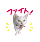 ZOO動物プロ キャットスター☆ あなご（個別スタンプ：14）