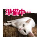 ZOO動物プロ キャットスター☆ あなご（個別スタンプ：15）