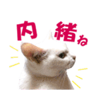 ZOO動物プロ キャットスター☆ あなご（個別スタンプ：16）