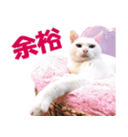 ZOO動物プロ キャットスター☆ あなご（個別スタンプ：17）