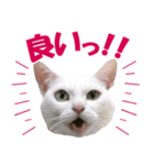 ZOO動物プロ キャットスター☆ あなご（個別スタンプ：18）