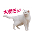 ZOO動物プロ キャットスター☆ あなご（個別スタンプ：19）