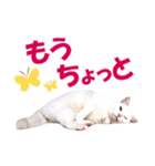 ZOO動物プロ キャットスター☆ あなご（個別スタンプ：20）